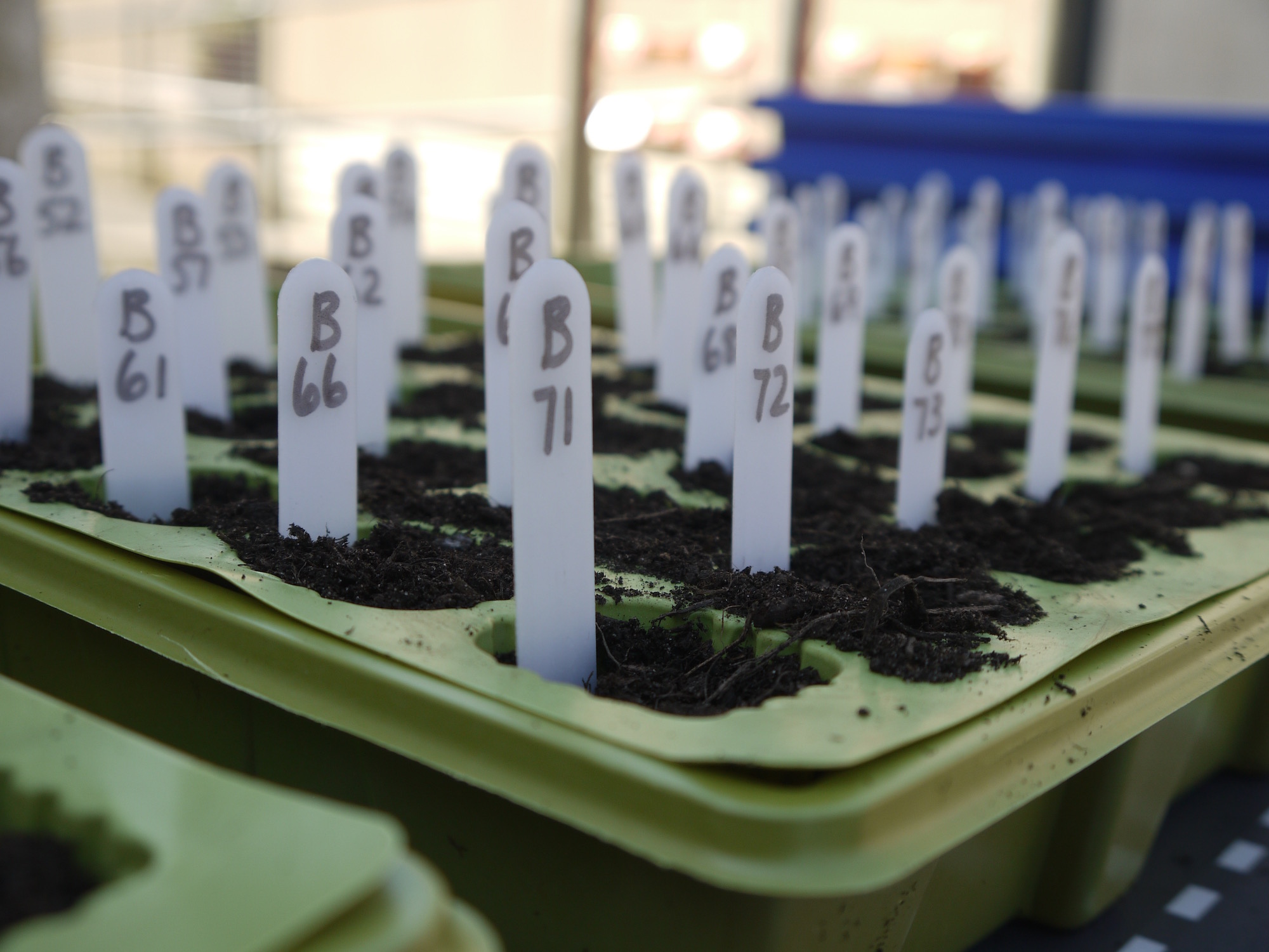 Finished seed trays