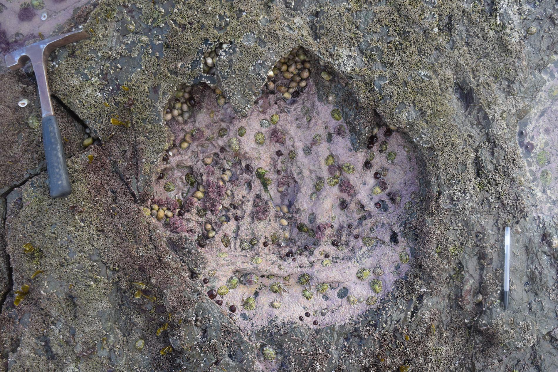 dinosaur-tracks-scotland