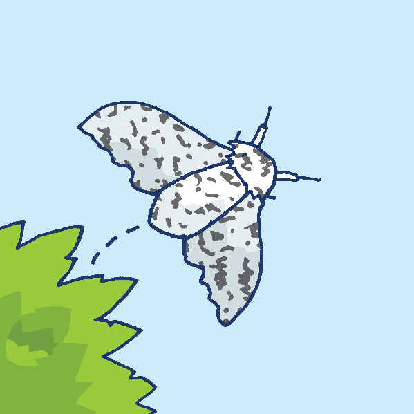 Illustration of a peppered moth