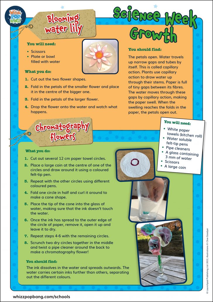 Free science lesson activities for primary science, blooming water lily and chromatography flowers. 