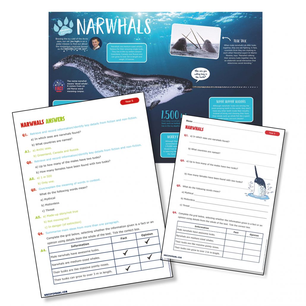 Non-chronological report on narwhals for year 5 science lesson.