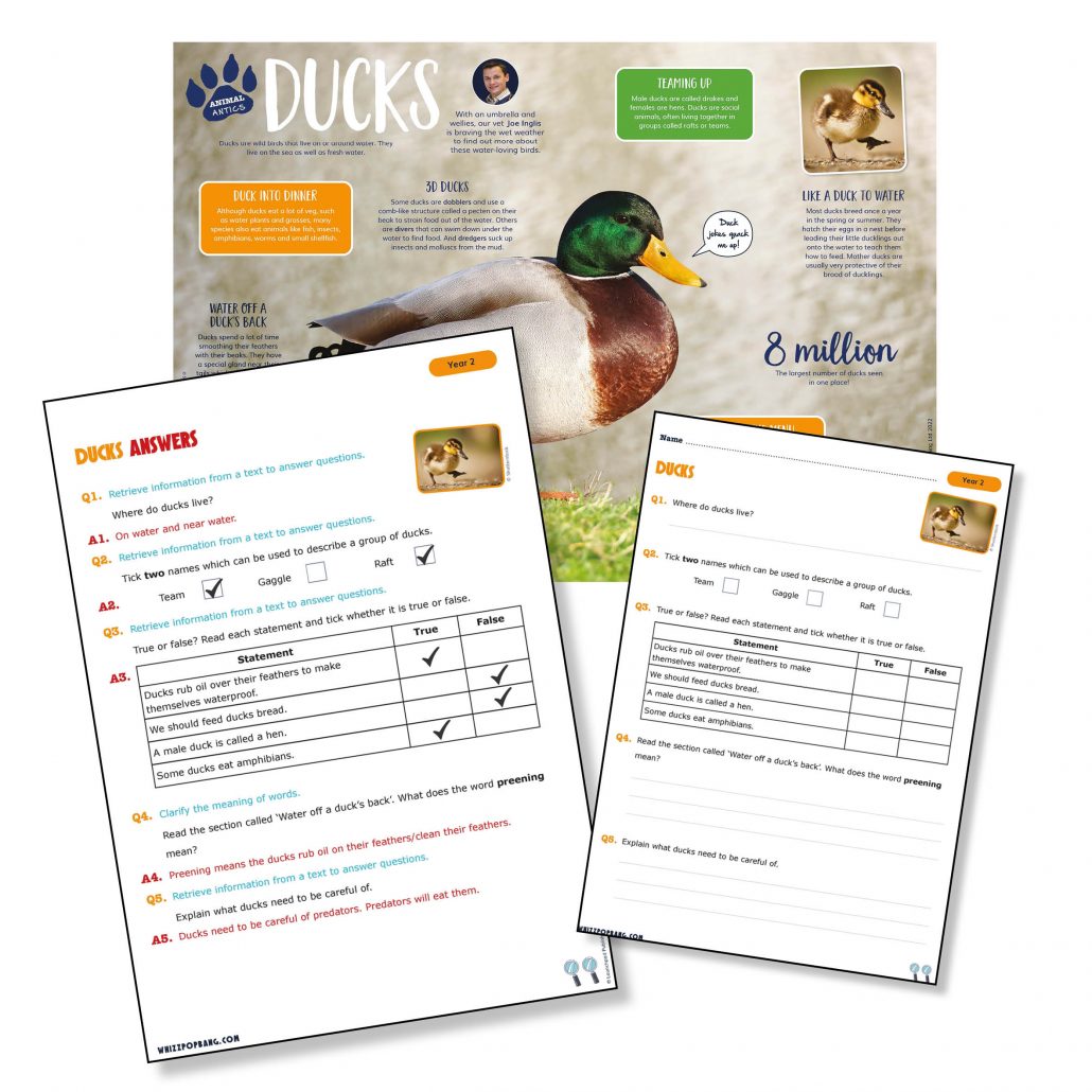 A non-chronological report on ducks reading comprehension for year 2 science lesson. 