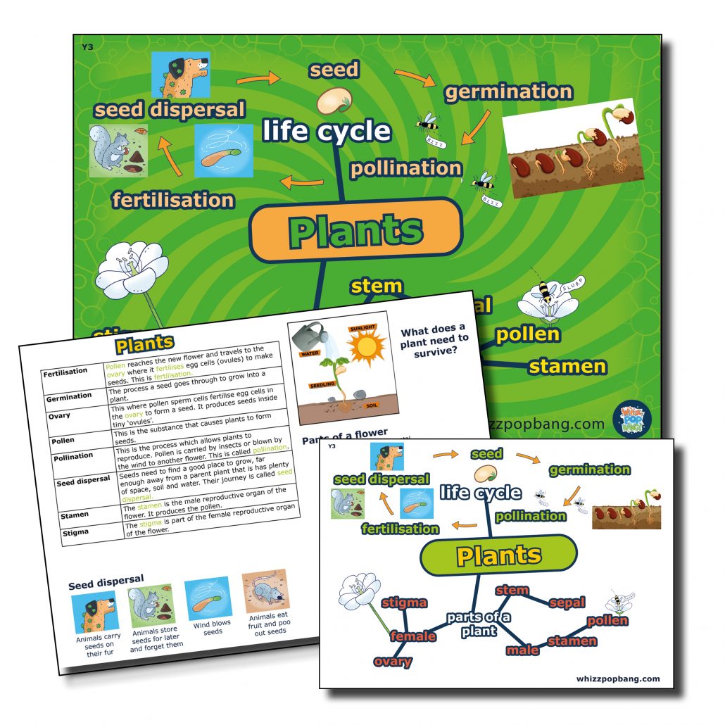 Plant lifecycle lesson for ks1 and ks2.