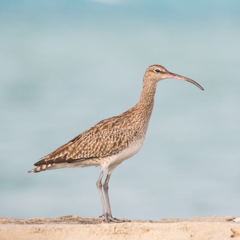 Eurasian curlew