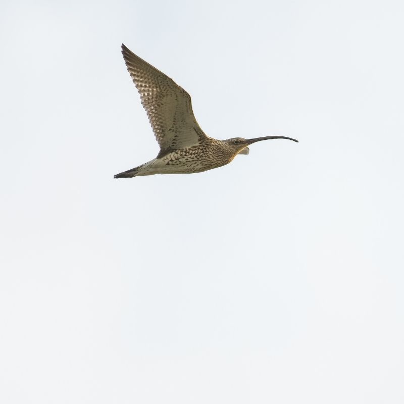 Eurasian curlew