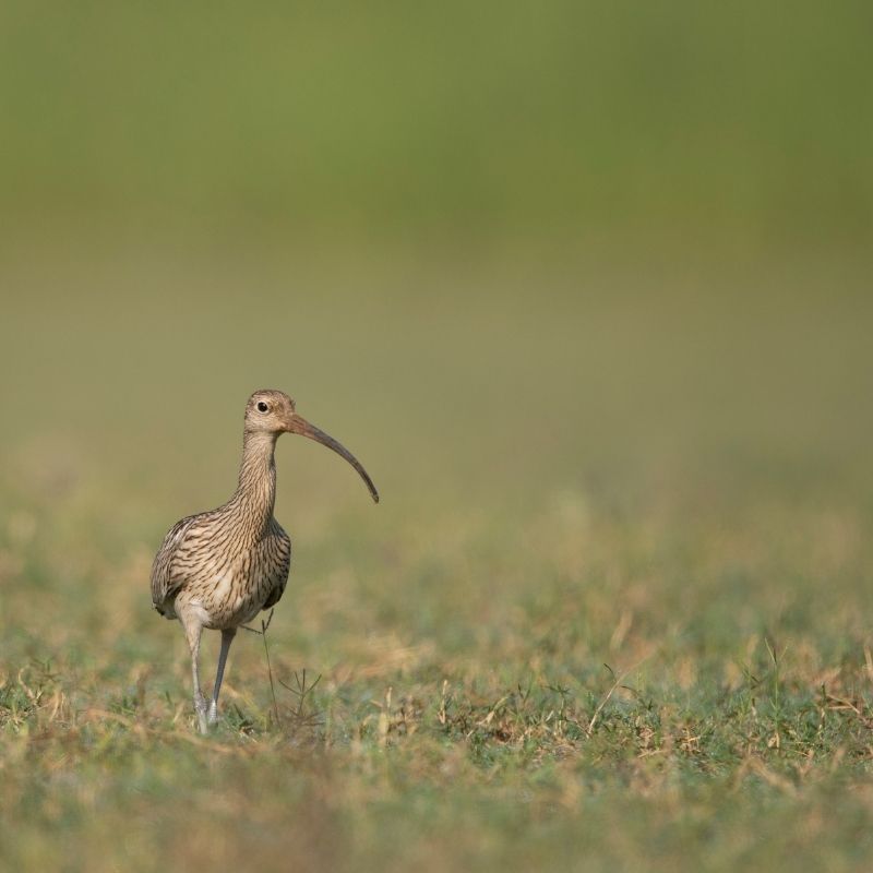 Eurasian curlew