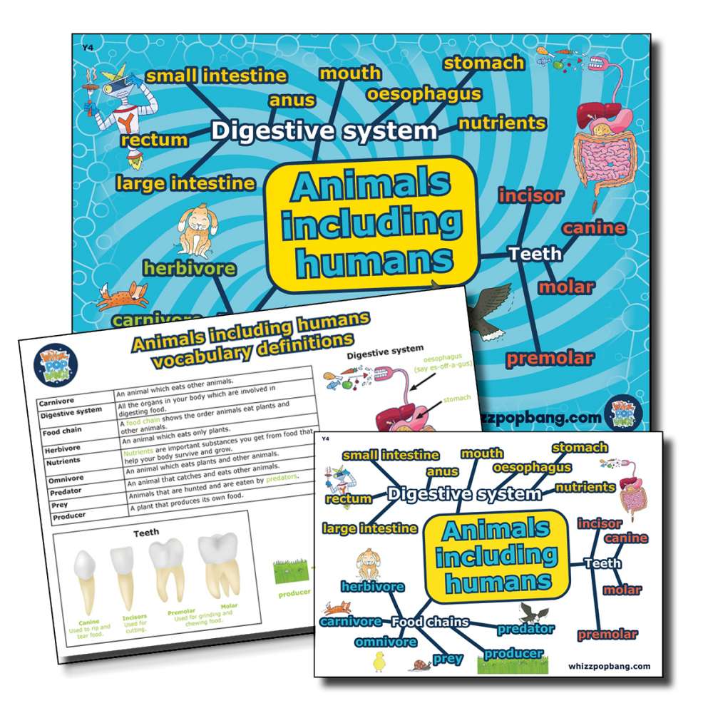 Year 4 Animals including humans vocabulary
