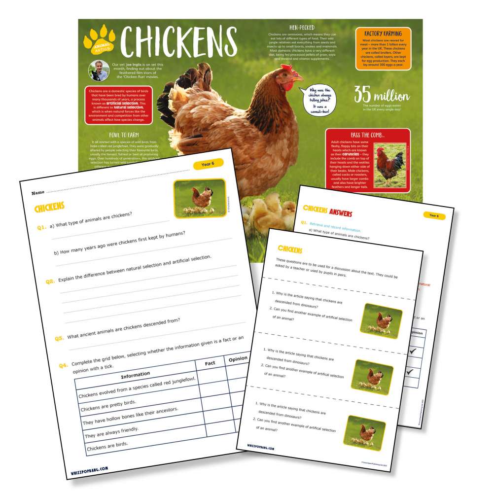 A non-chronological report on chickens