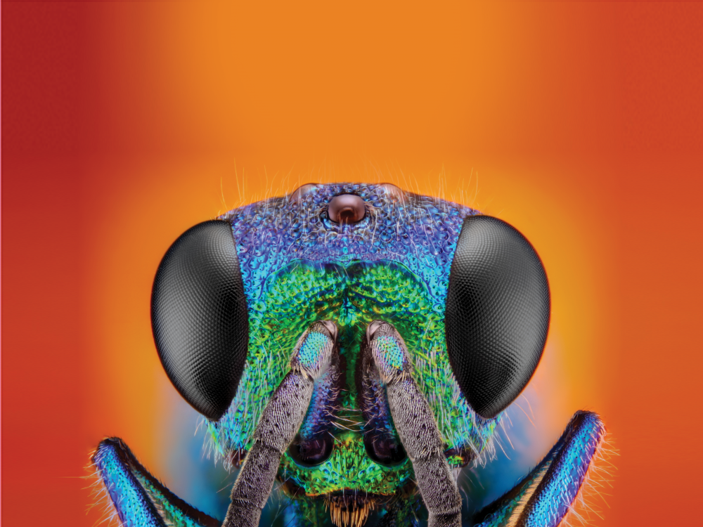 Cuckoo wasp