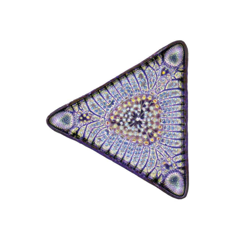 Diatom