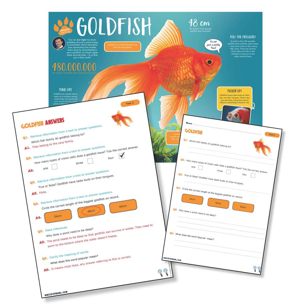 A non-chronological report on goldfish