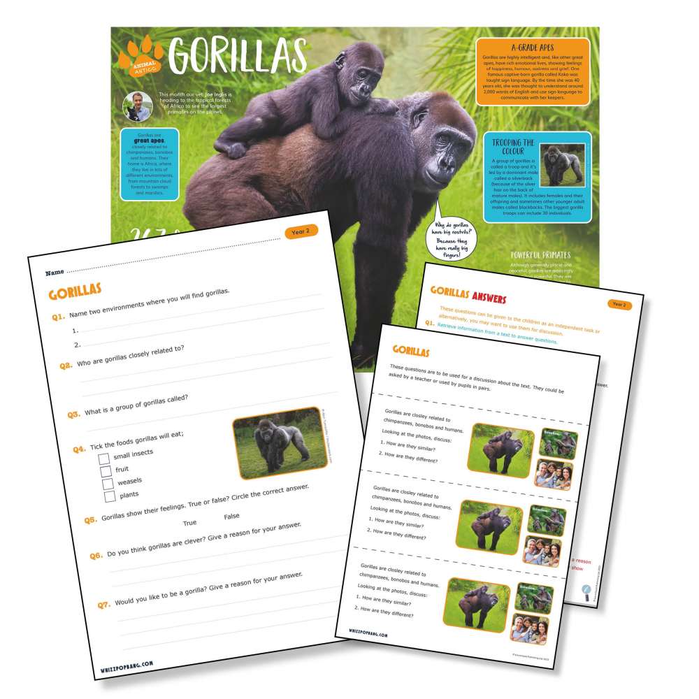 A non-chronological report on gorillas