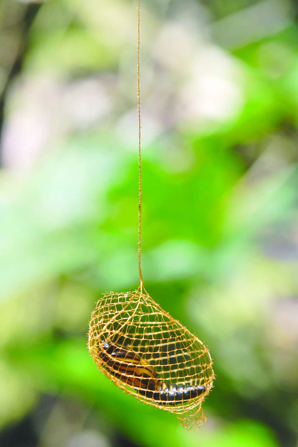 Moth cocoon