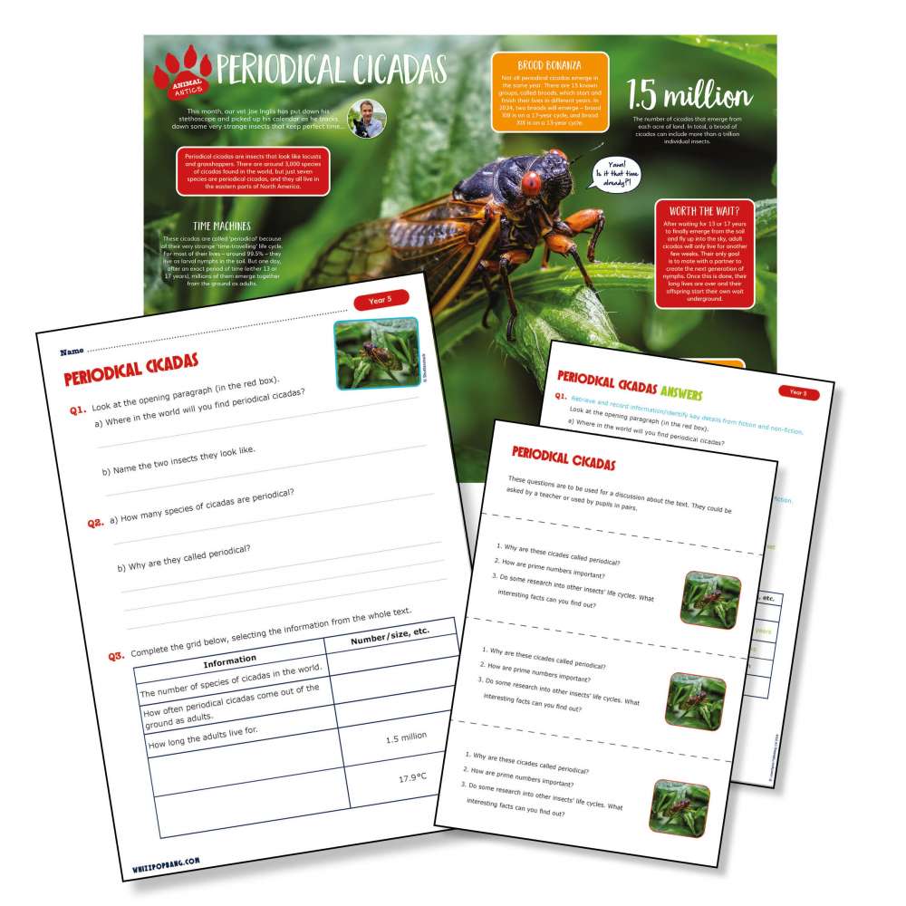 A non-chronological report on periodical cicadas