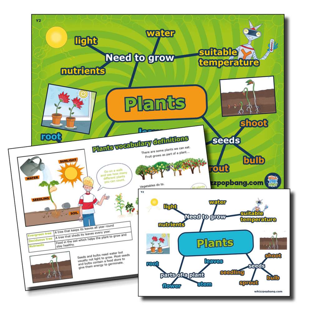 Year 2 Plants vocabulary 