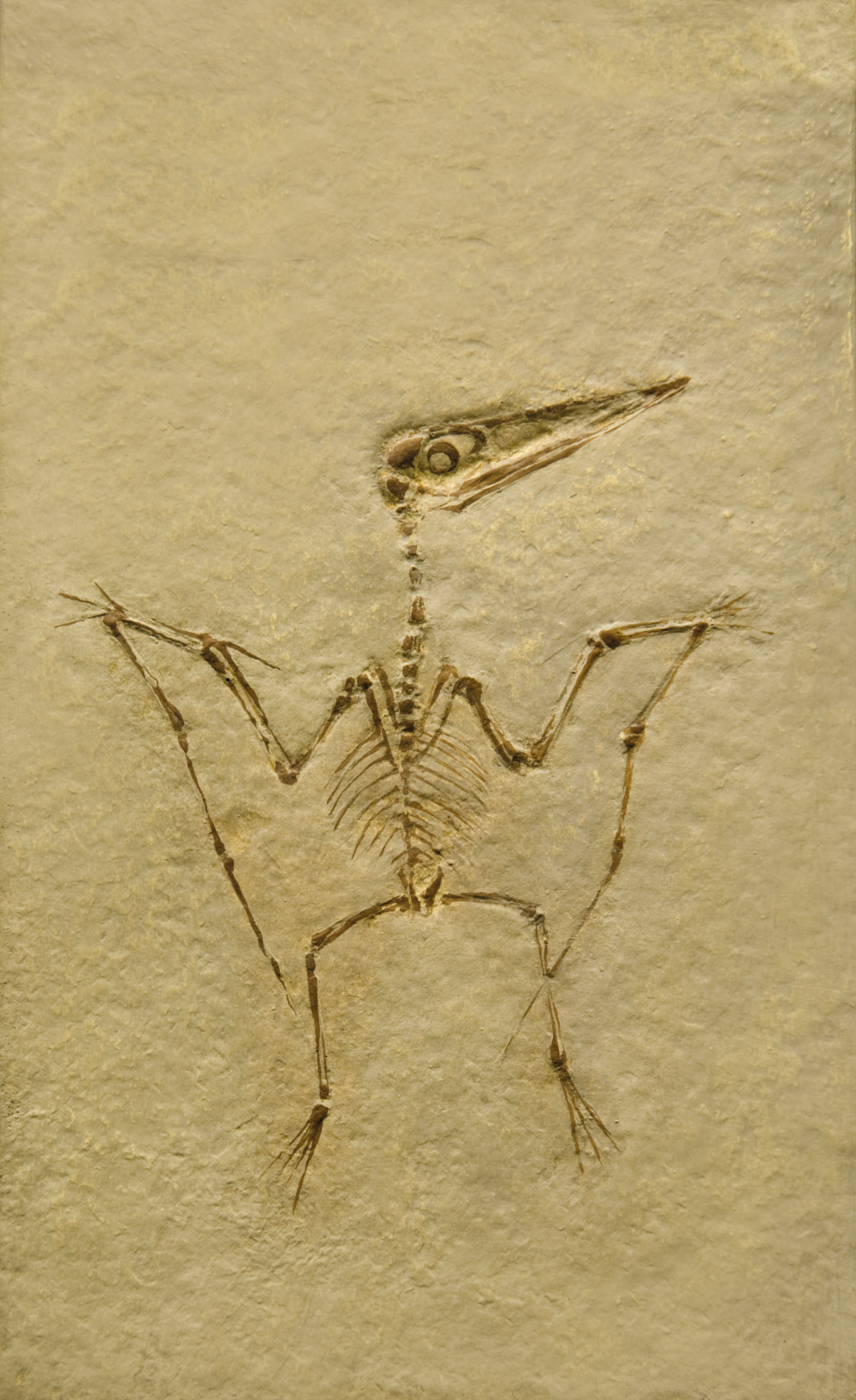 Young pterosaur