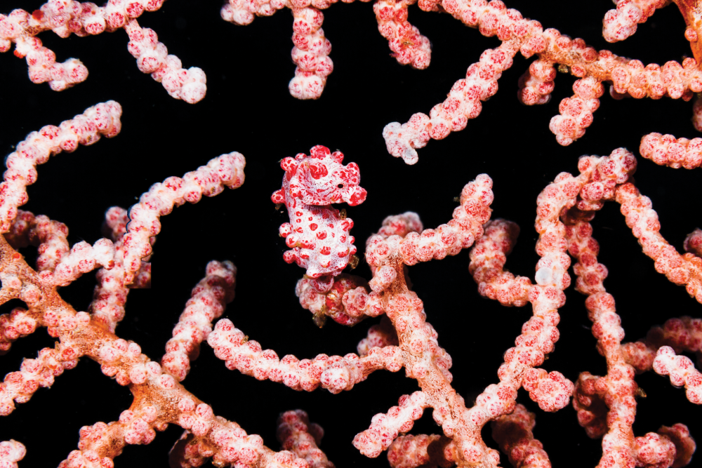 Pygmy Seahorse