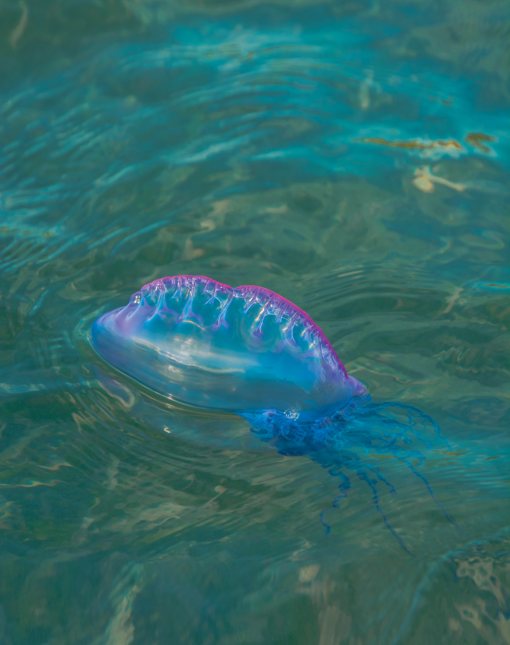 Portuguese man o' war