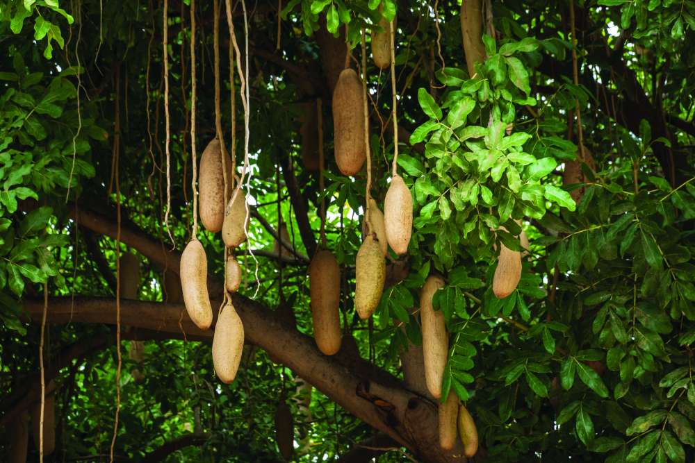 Sausage tree