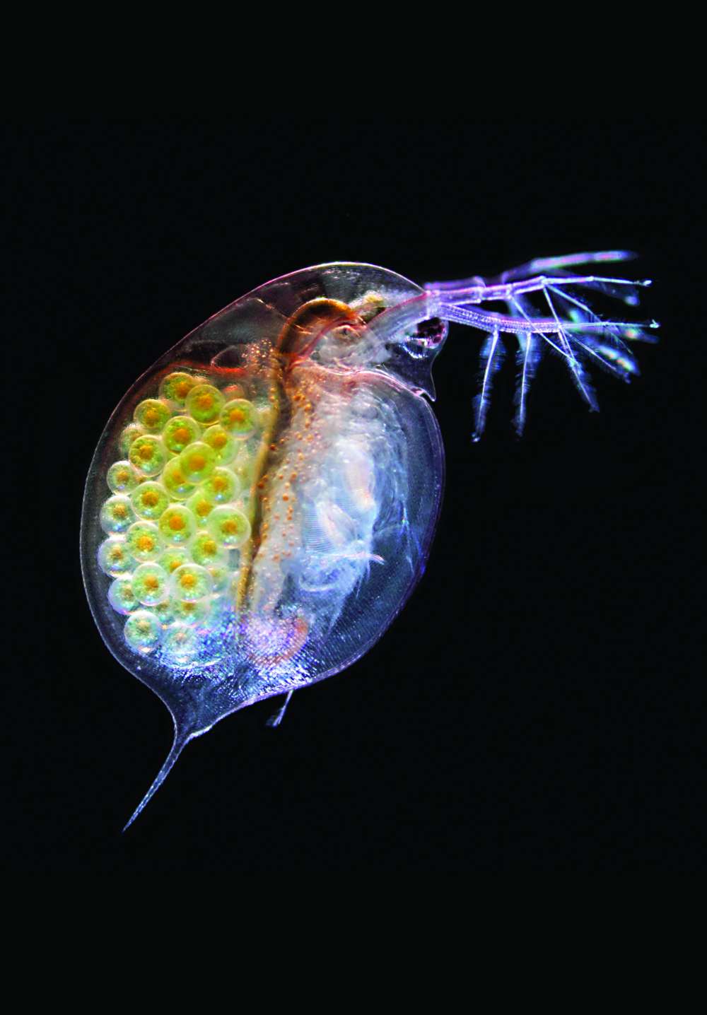 Water flea