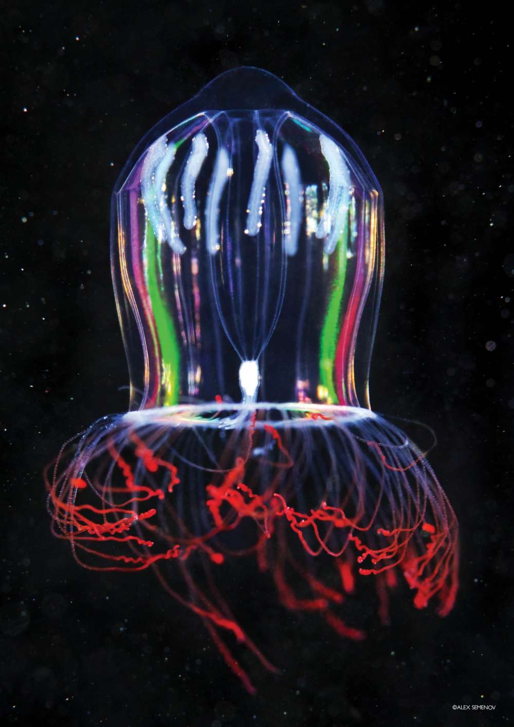 Ocean creature: pink helmet jellyfish 