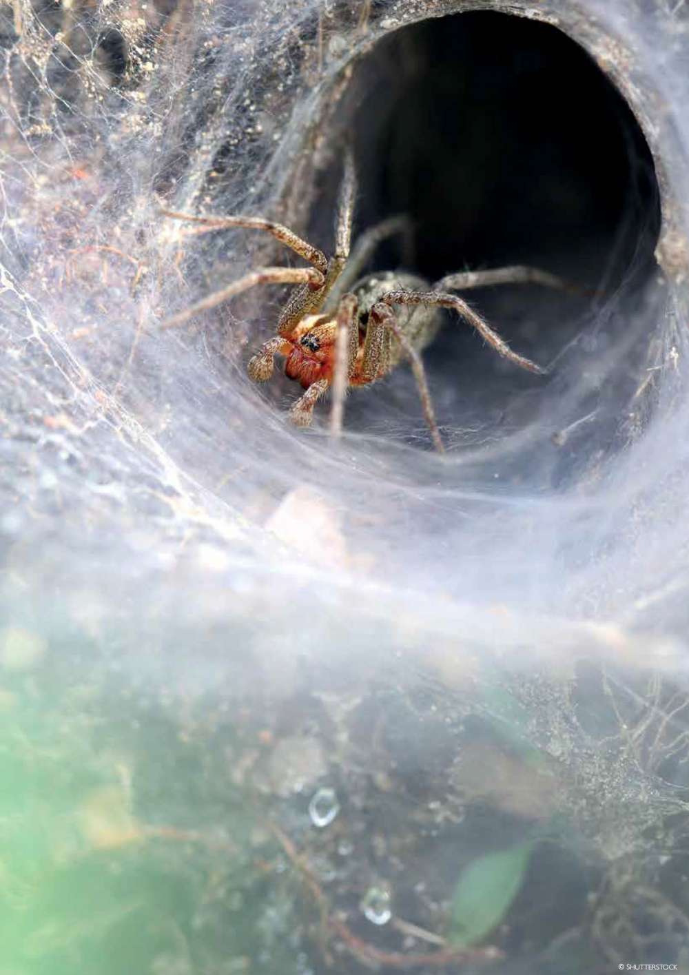 Funnel web spider 