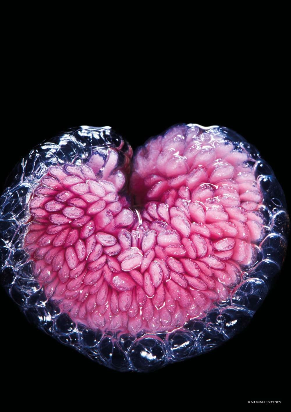 Floating snail eggs 