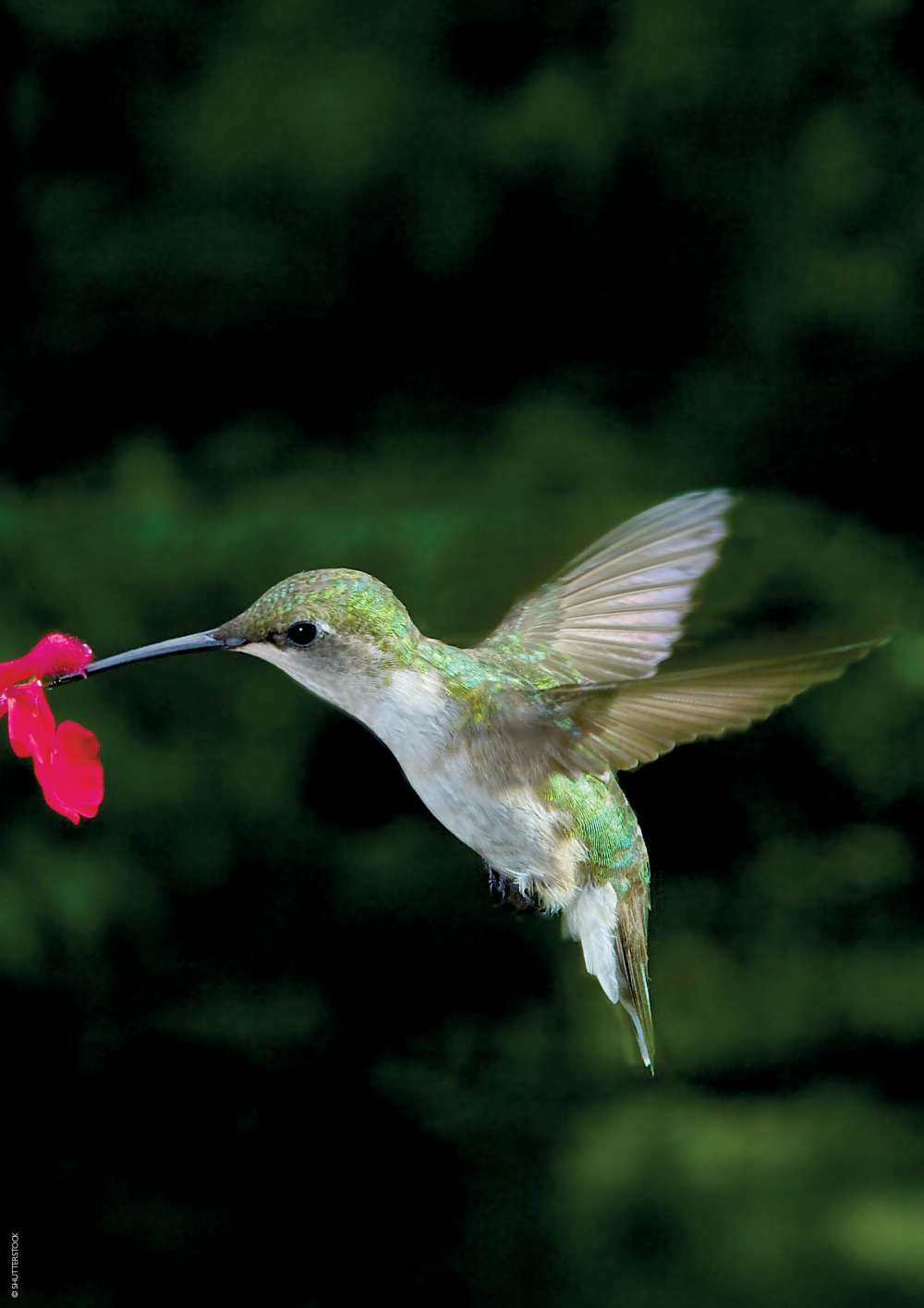 Hungry hummingbird 