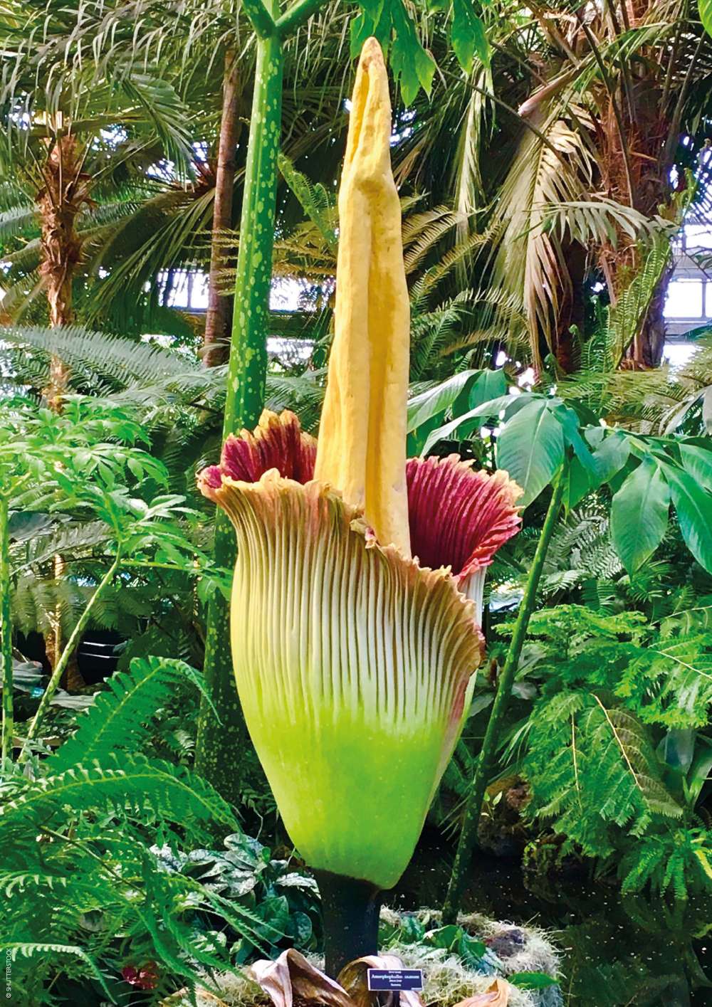 Plants: corpse flower