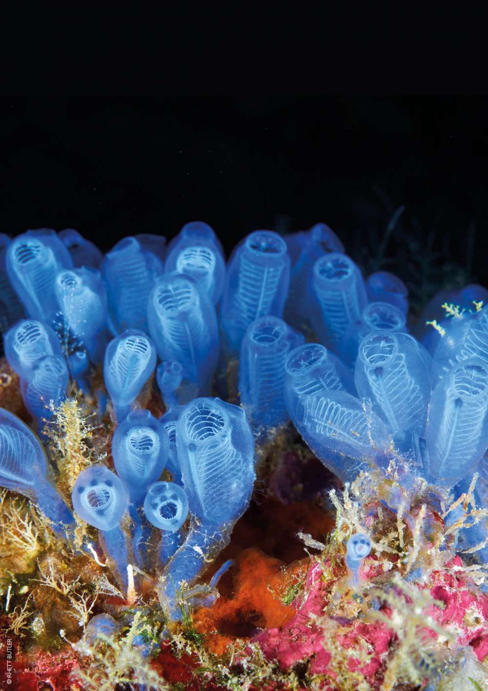 Sea squirts 