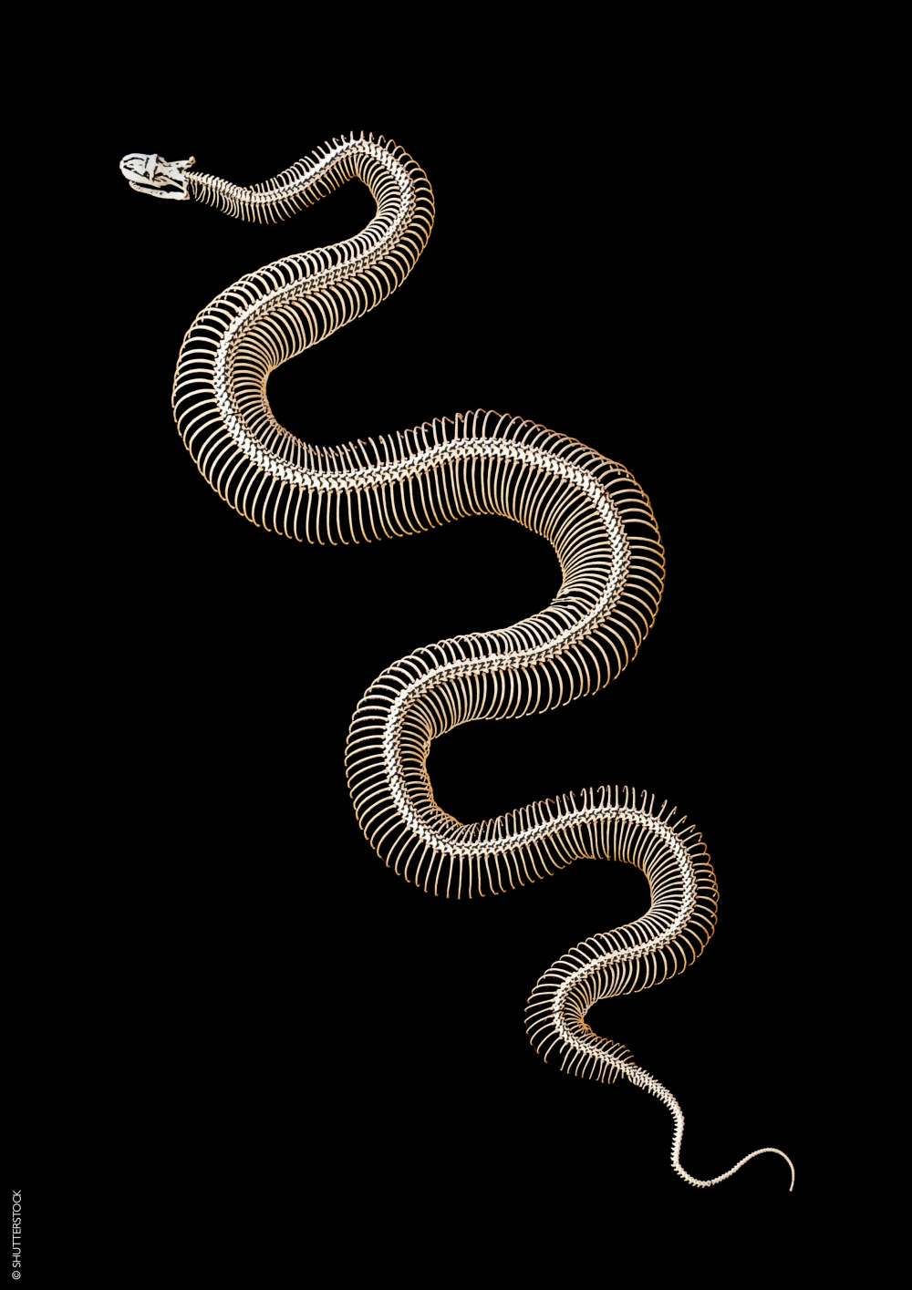 Snake skeleton 