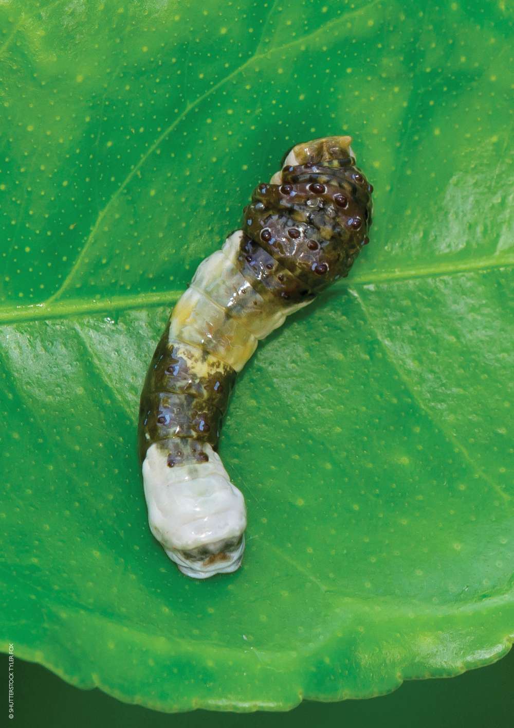 Bird poo caterpillar 