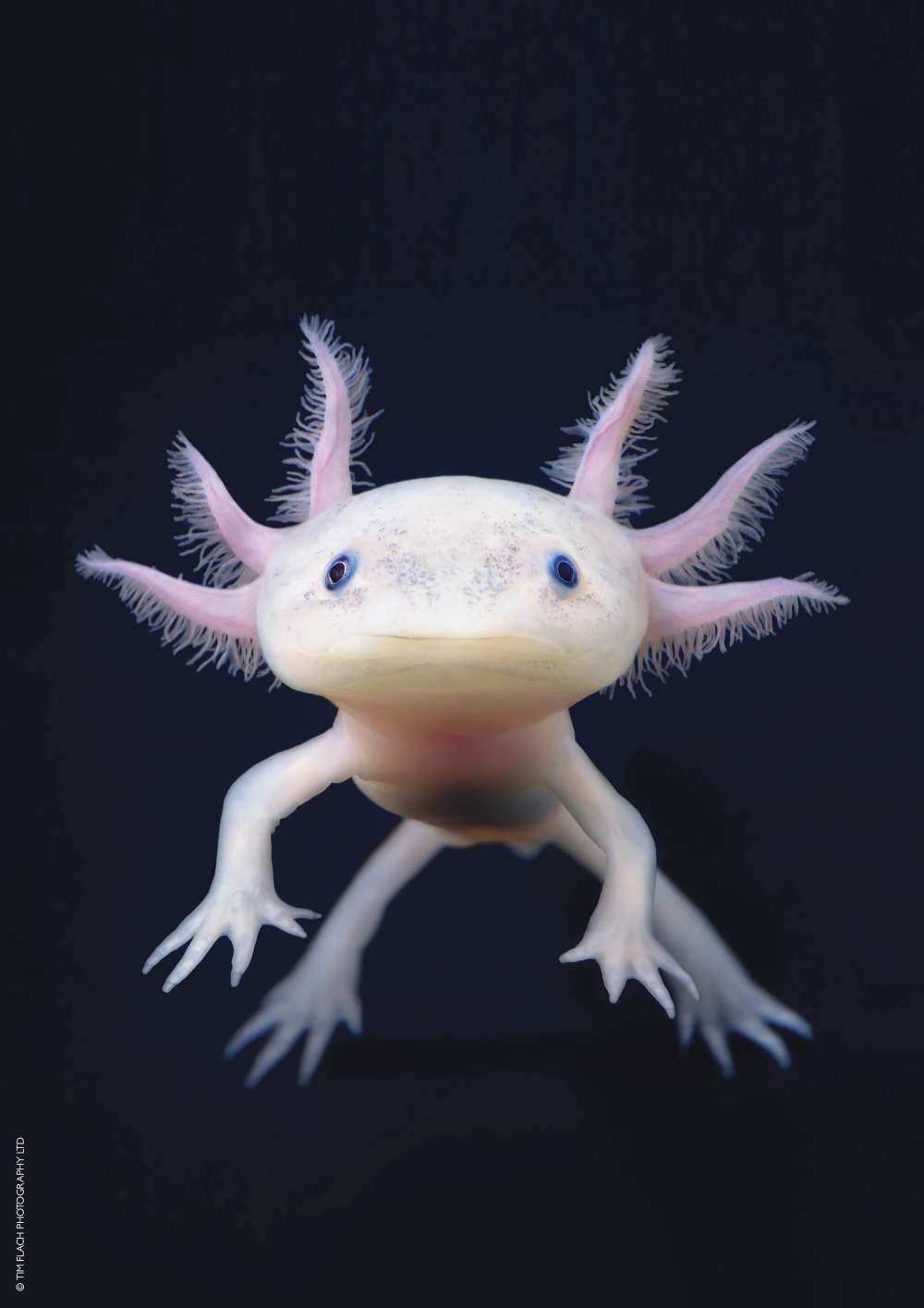 Axolotl: an amazing amphibian