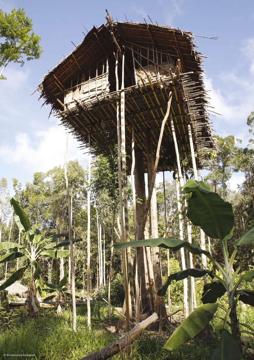 Korowai tree house 