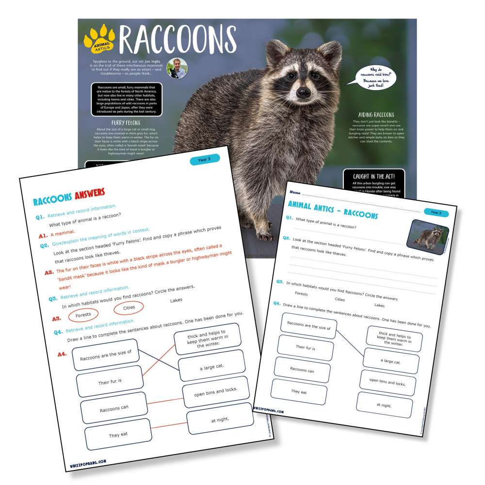 A non-chronological report on raccoons