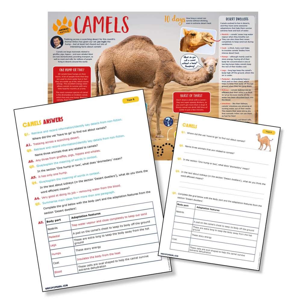 A non-chronological report on camels