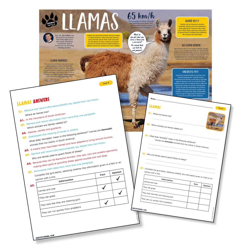A non-chronological report on llamas