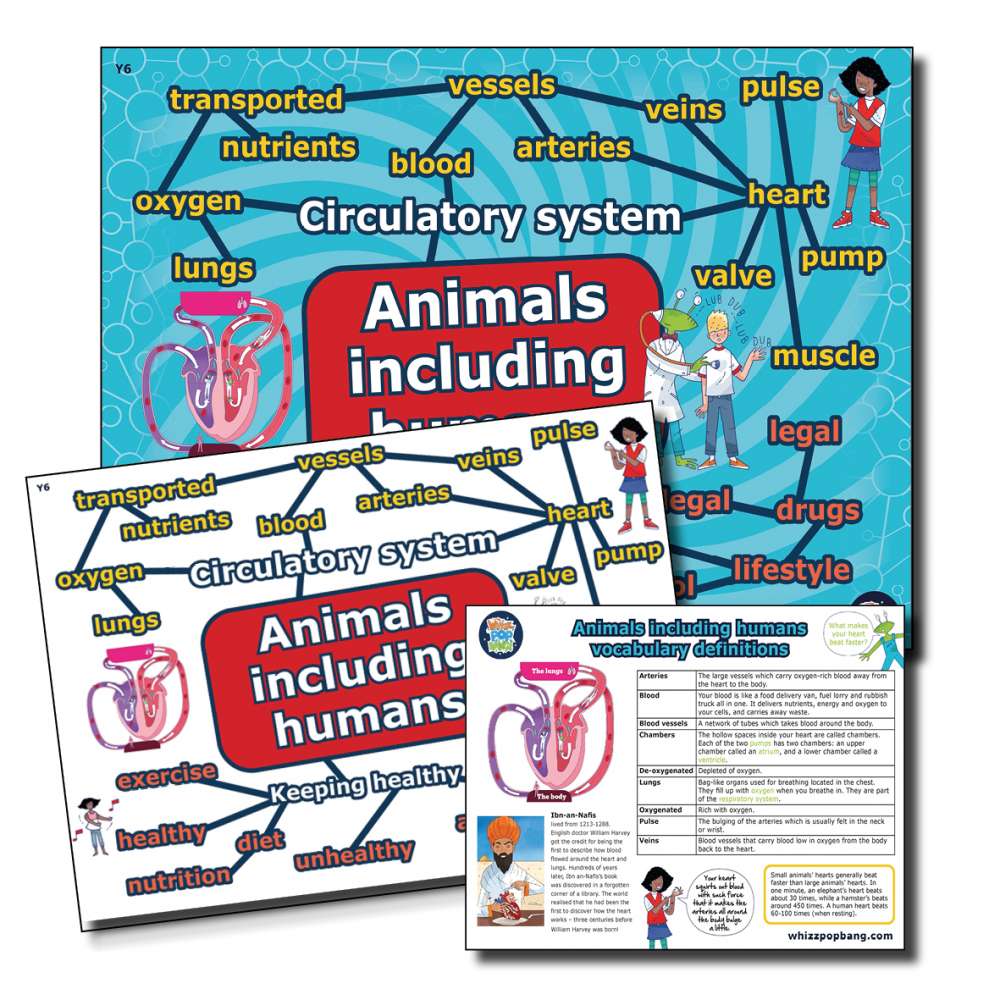 Year 6 Animals including humans vocabulary