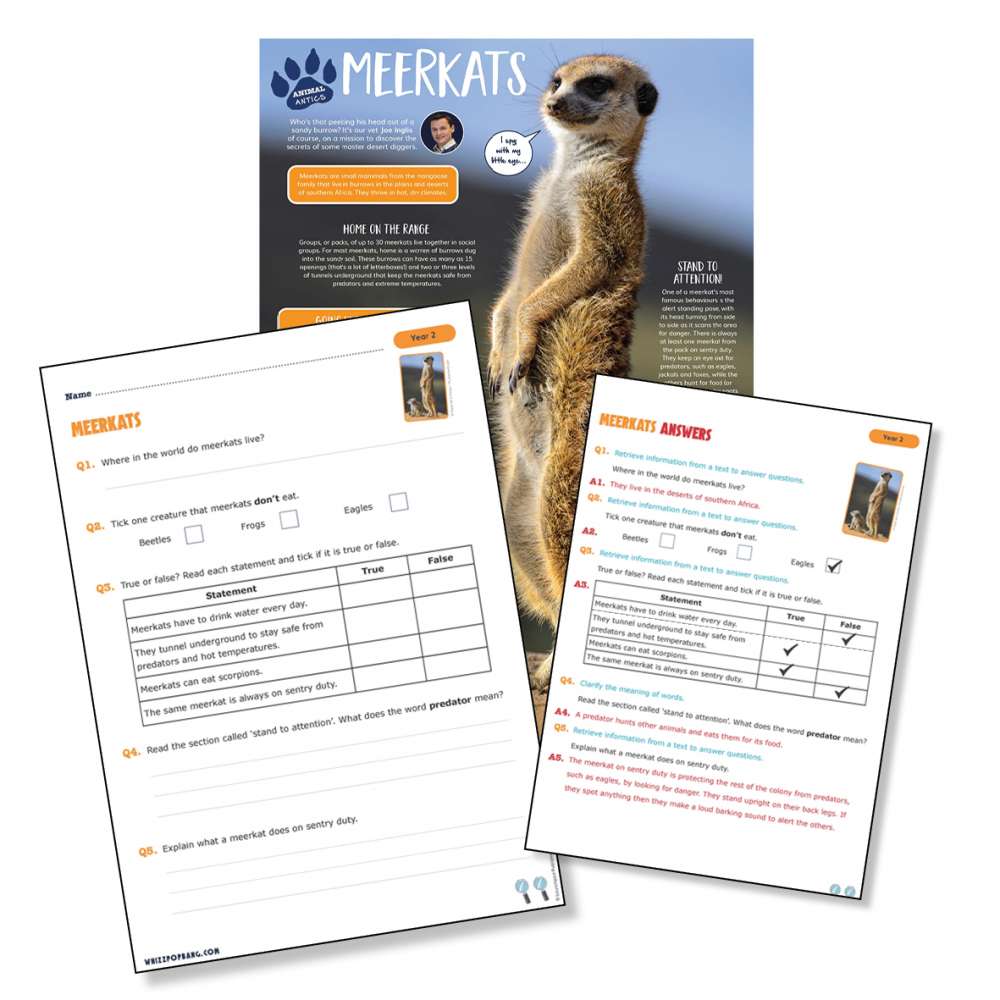 A non-chronological report on meerkats
